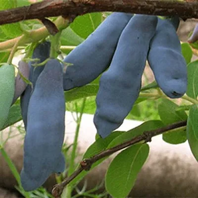 Жимолость съедобная ЛЕНИНГРАДСКИЙ ВЕЛИКАН в Пензе