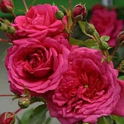 Саженцы роз ЛАГУНА плетистая  Саженцы роз ЛАГУНА плетистая в Пензе