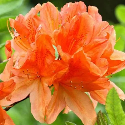 Азалия ГЕЙША ОРАНЖ японская  Азалия ГЕЙША ОРАНЖ японская в Пензе