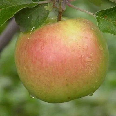 Яблоня БРЯНСКОЕ ЗОЛОТИСТОЕ  Яблоня БРЯНСКОЕ ЗОЛОТИСТОЕ в Пензе