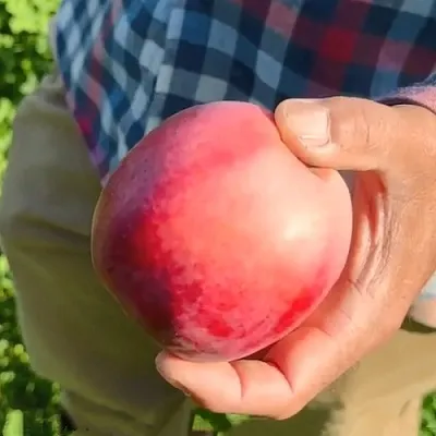 саженцы яблони саженцы яблони