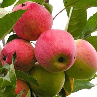 Яблоня МЕЧТА  Яблоня МЕЧТА в Пензе