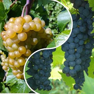 Комплект ИНЬ-ЯНЬ в Пензе