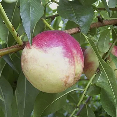 ПИЧЕРИН  ПИЧЕРИН в Пензе