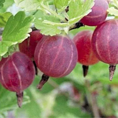 Крыжовник РАВОЛТ  Крыжовник РАВОЛТ в Пензе