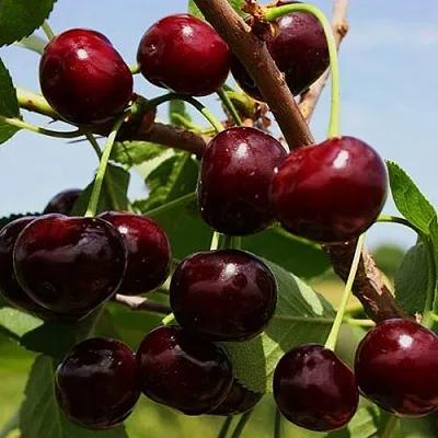 Вишня РОВЕСНИЦА в Пензе