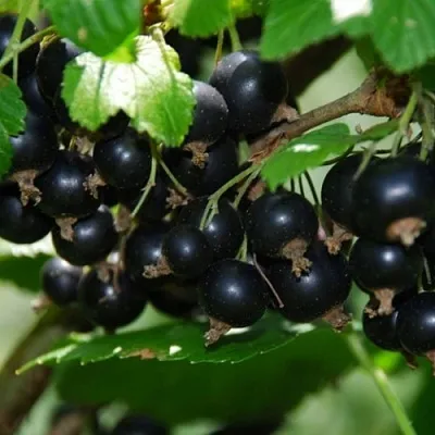 Смородина черная ГЛОБУС  Смородина черная ГЛОБУС в Пензе