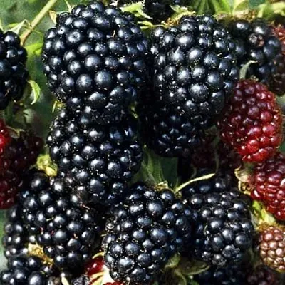 Ежевика ЭВЕРГРИН бесшипная  Ежевика ЭВЕРГРИН бесшипная в Пензе