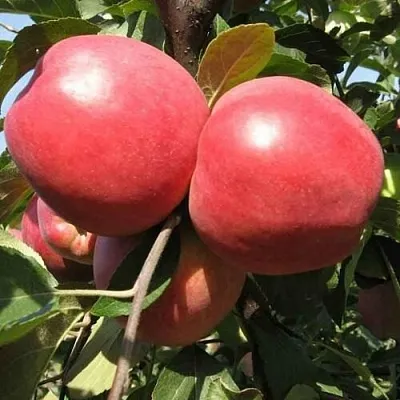 Яблоня ЗАСЛАВСКОЕ  Яблоня ЗАСЛАВСКОЕ в Пензе