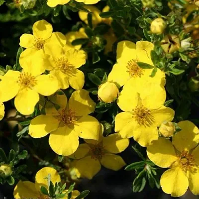 Лапчатка ХАКМАНС ГИГАНТ кустарниковая  Лапчатка ХАКМАНС ГИГАНТ кустарниковая в Пензе