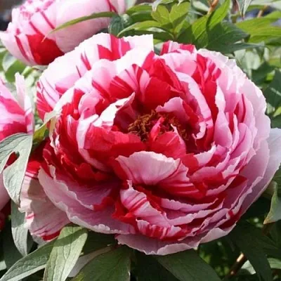 Пион РЕД ВИЗ ПИНК древовидный в Пензе