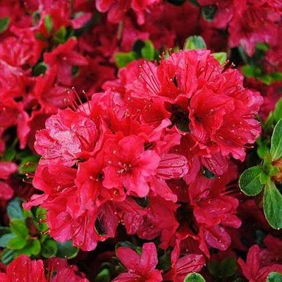 Азалия ХИНО КРИМСОН японская  Азалия ХИНО КРИМСОН японская в Пензе