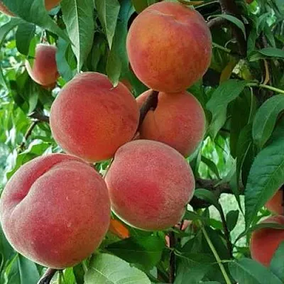Персик САНКРЕСТ  Персик САНКРЕСТ в Пензе