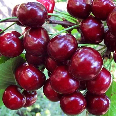 Вишня ЖУКОВСКАЯ в Пензе