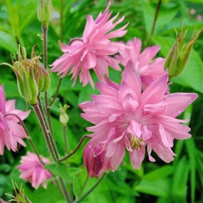 Аквилегия БАРЛОУ ПИНК гибрид МакКаны — описание сорта Аквилегия БАРЛОУ ПИНК гибрид МакКаны в Пензе