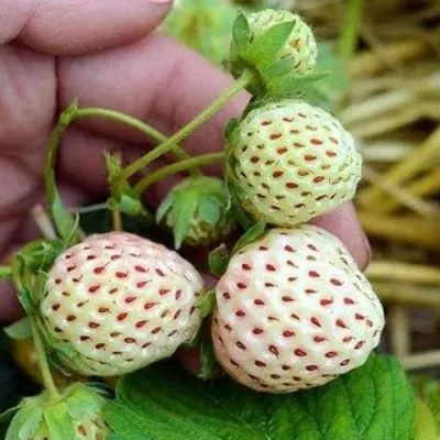 Клубника АНАНАСА ремонтантная — описание сорта Клубника АНАНАСА ремонтантная в Пензе