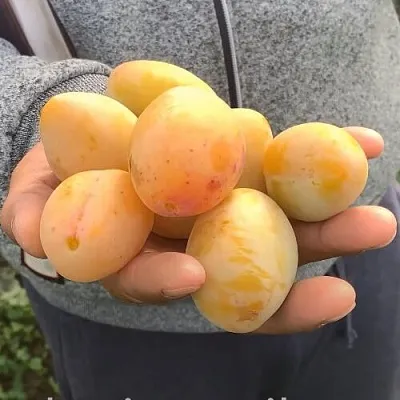 Слива ЯХОНТОВАЯ  Слива ЯХОНТОВАЯ в Пензе