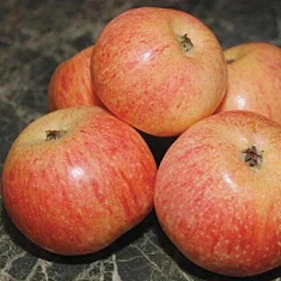 Яблоня КОНФЕТНОЕ  Яблоня КОНФЕТНОЕ в Пензе