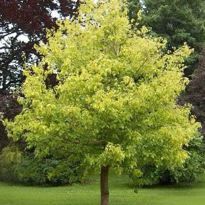 Клен ясенелистный  Клен ясенелистный в Пензе