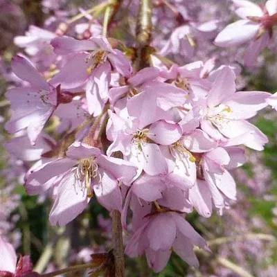 Сакура ПЕНДУЛА РУБРА в Пензе