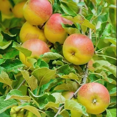 Яблоня ПАМЯТЬ БЛЫНСКОГО колонновидная  Яблоня ПАМЯТЬ БЛЫНСКОГО колонновидная в Пензе