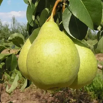 Груша Медовая Колонновидная в Пензе