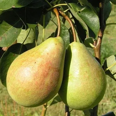 Груша ДУХМЯНАЯ  Груша ДУХМЯНАЯ в Пензе