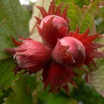 Фундук МОСКОВСКИЙ РУБИН в Пензе