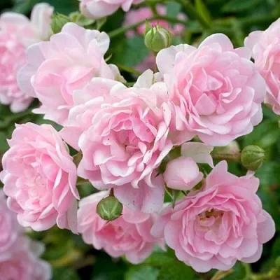 Саженцы роз ЗЕ ФЕЙРИ почвопокровная  Саженцы роз ЗЕ ФЕЙРИ почвопокровная в Пензе