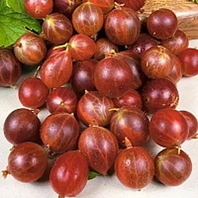 Крыжовник ОЛАВИ (ХИННОНМАЕН ПУНАЙНЕН)  Крыжовник ОЛАВИ (ХИННОНМАЕН ПУНАЙНЕН) в Пензе