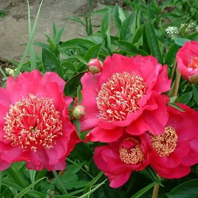 Пион БАРРИНГТОН БЕЛЬ травянистый  Пион БАРРИНГТОН БЕЛЬ травянистый в Пензе