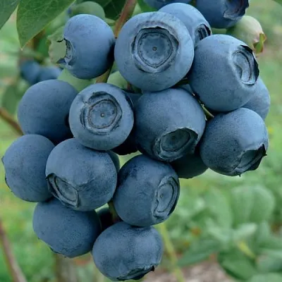 Голубика РУБЕЛ  Голубика РУБЕЛ в Пензе