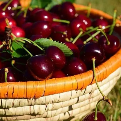 Вишня НЕСВИЖСКАЯ в Пензе