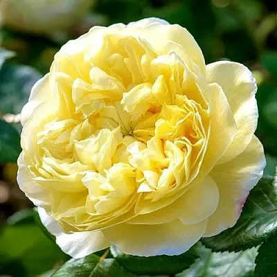 Саженцы роз ЧАРЛЬЗ ДАРВИН английская  Саженцы роз ЧАРЛЬЗ ДАРВИН английская в Пензе