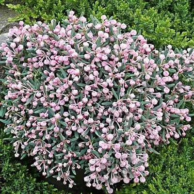 Андромеда БЛЮ АЙС многолистная  Андромеда БЛЮ АЙС многолистная в Пензе