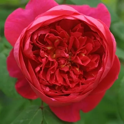 Саженцы роз БЕНДЖАМИН БРИТТЕН шраб  Саженцы роз БЕНДЖАМИН БРИТТЕН шраб в Пензе