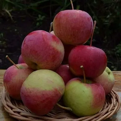 Яблоня РОДНИКОВАЯ  Яблоня РОДНИКОВАЯ в Пензе