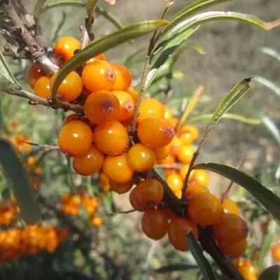 Облепиха СУДАРУШКА  Облепиха СУДАРУШКА в Пензе