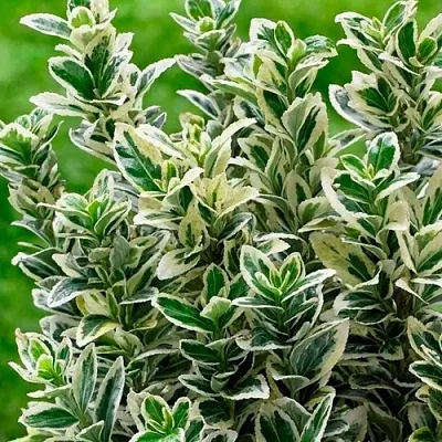 Бересклет  Бересклет в Пензе