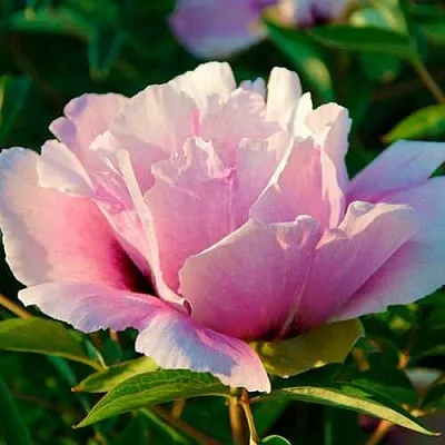 Пион ВРАТА ХРАМА древовидный   Пион ВРАТА ХРАМА древовидный  в Пензе