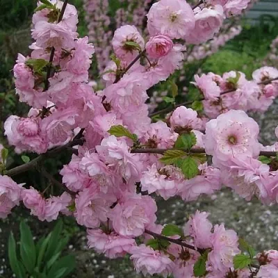 Миндаль ТРЁХЛОПАСТНЫЙ (луизеания) в Пензе