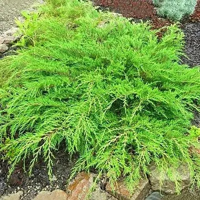 Микробиота ЯКОБСЕН перекрестнопарная  Микробиота ЯКОБСЕН перекрестнопарная в Пензе