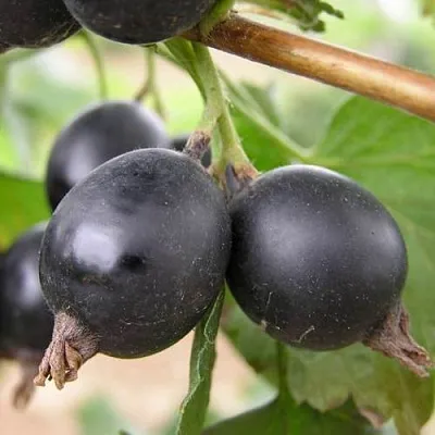 ЙОШТА в Пензе