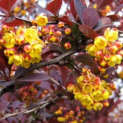 Барбарис СУПЕРБА оттавский   Барбарис СУПЕРБА оттавский  в Пензе