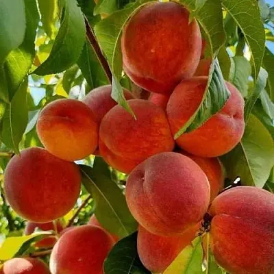 Персик ПОСОЛ МИРА  Персик ПОСОЛ МИРА в Пензе