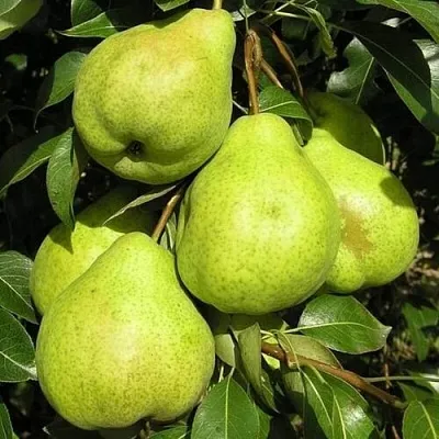 Груша АВГУСТОВСКАЯ РОСА  Груша АВГУСТОВСКАЯ РОСА в Пензе