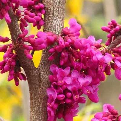 Церцис  Церцис в Пензе