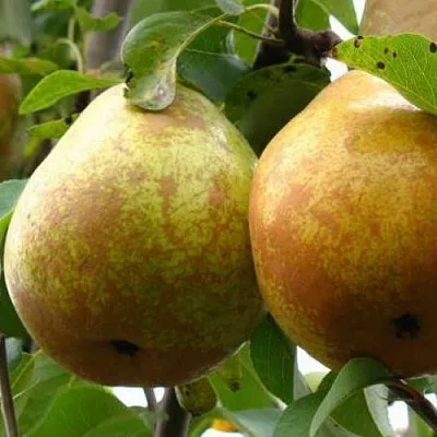 Груша БЕЛОРУСКА  Груша БЕЛОРУСКА в Пензе