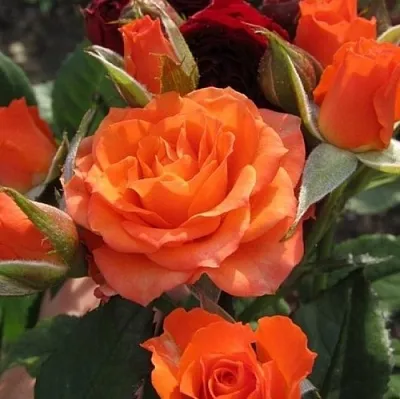 Саженцы роз АЛЕГРИЯ спрей  Саженцы роз АЛЕГРИЯ спрей в Пензе