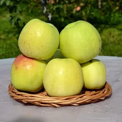 Яблоня БИРСКОЕ ГРУШЕВОЕ (БИЧИК)  Яблоня БИРСКОЕ ГРУШЕВОЕ (БИЧИК) в Пензе